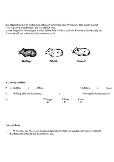 Vorschau Seite 1