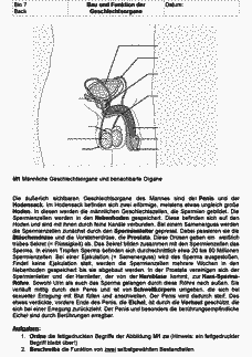 Vorschau Seite 1
