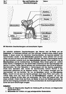 Vorschau Seite 1
