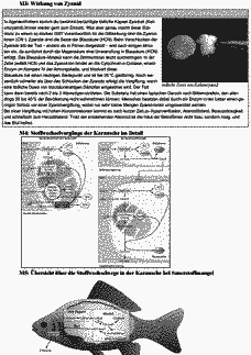 Vorschau Seite 3