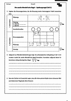 Vorschau Seite 8