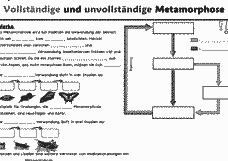 Vorschau Seite 6