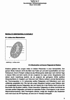 Vorschau Seite 5