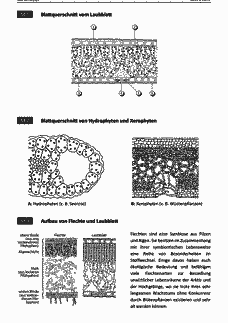 Vorschau Seite 2