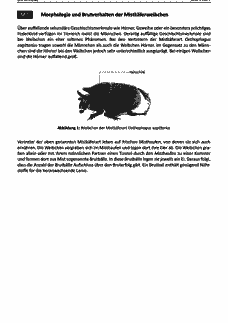 Vorschau Seite 5
