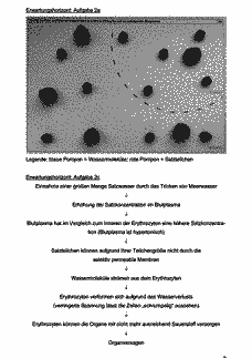 Vorschau Seite 10